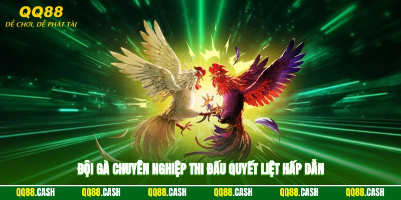 Đội gà chuyên nghiệp thi đấu quyết liệt hấp dẫn